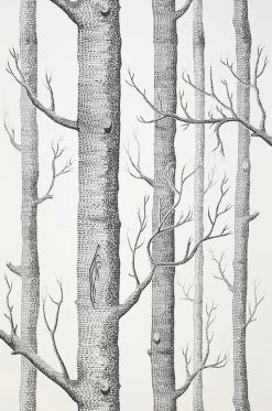 Tapete Birch Forest Schwarz -Berühmt Tapeten Geschäft 138101 A Birch Forest 2880x1440