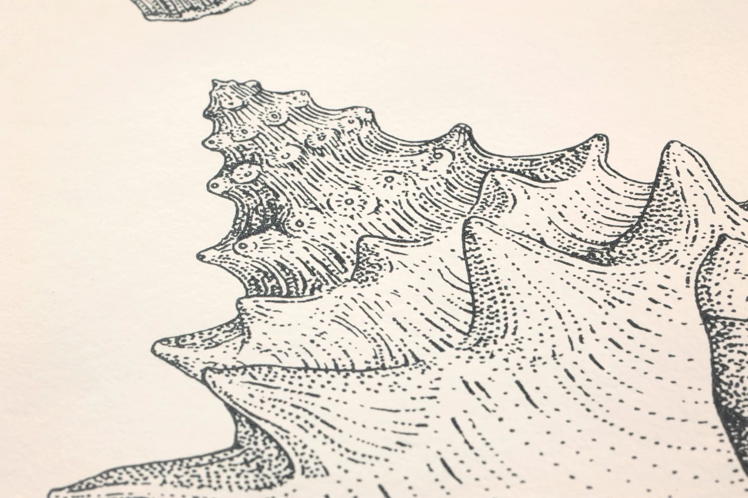 Ferm LIVING Tapete Shells Cremeweiss 3 Ferm LIVING Tapete Shells Cremeweiss – Bild 3