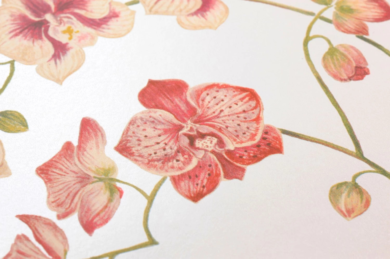 Tapete Coralie Rotviolett 3 Tapete Coralie Rotviolett – Bild 3