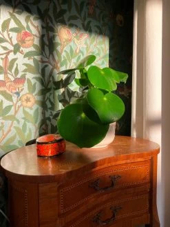 Tapete Jakobine Pastelltürkis Perlglanz -Berühmt Tapeten Geschäft Jakobine P 461471 2880x1440